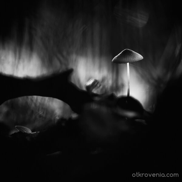 Ноември ноктюрно