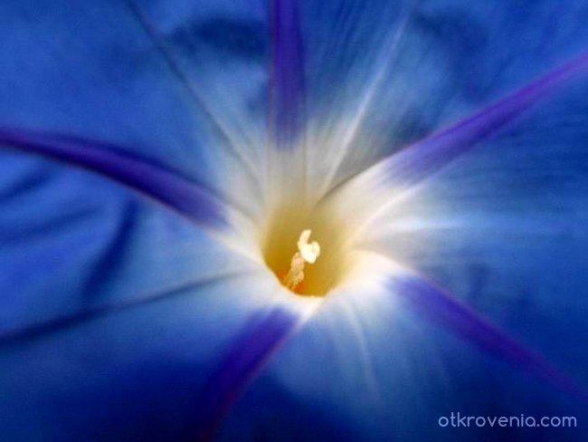 Синьото цвете на щастието