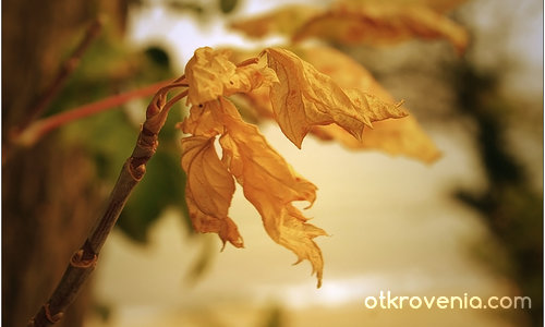 златна есен