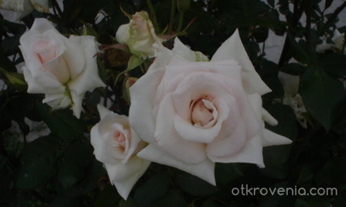 Бели розички