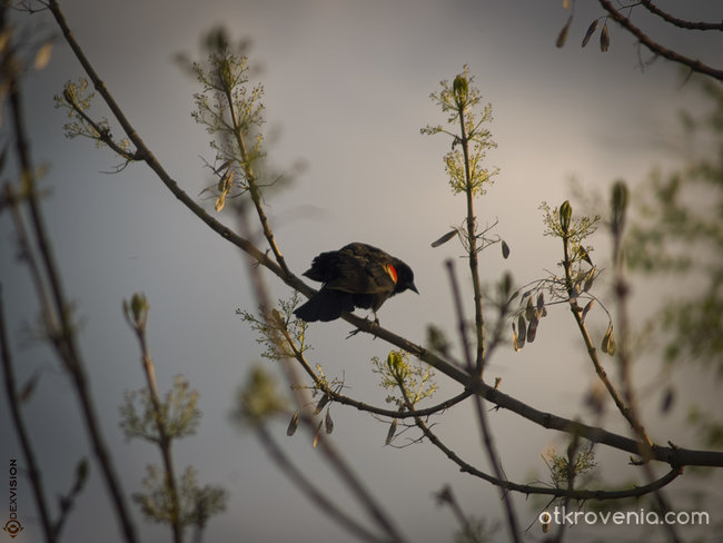 Where The Birds Always Sing / Където птиците винаги пеят