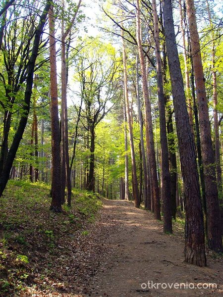 Път в гората