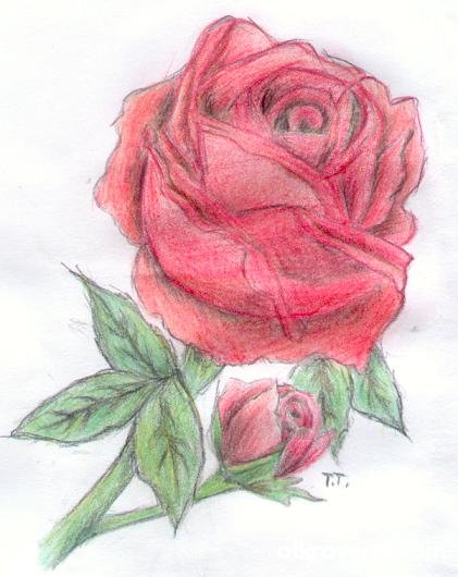 Дива Роза