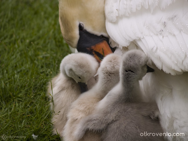 Motherhood / Майчинство