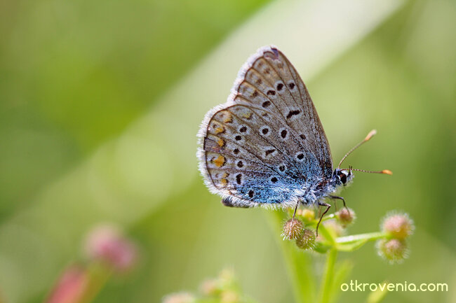 Крехък дар е красотата