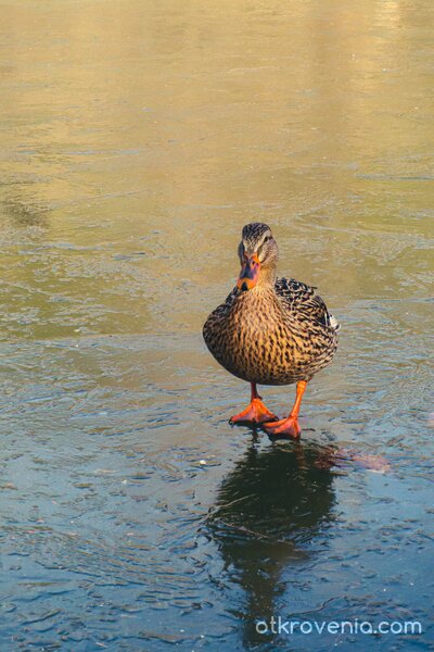 Разходка по леда