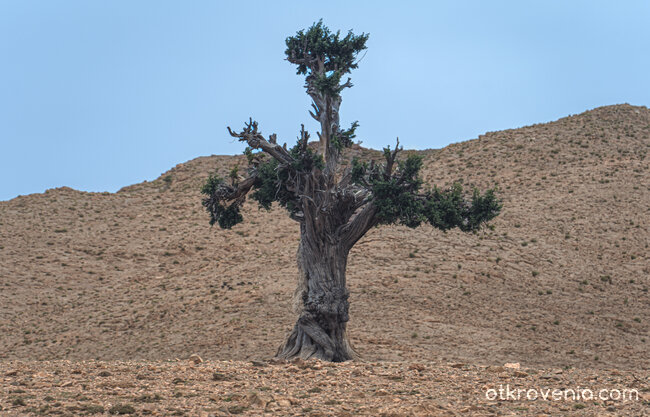 Някъде из пустошта