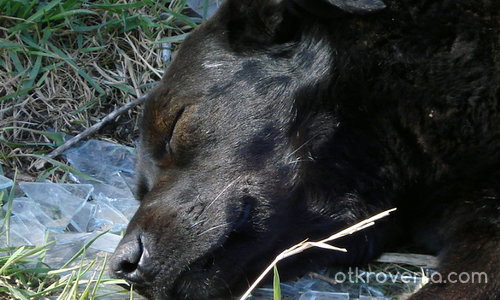 куче-йога (спи върху стъкла)  : )