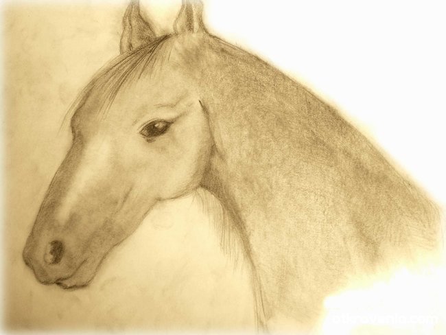 Horse in sepia