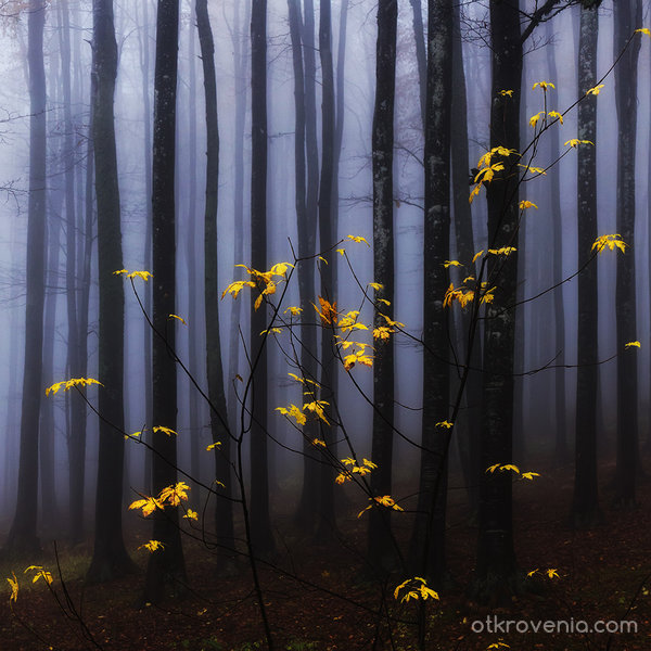 Златна есен весели мъглата